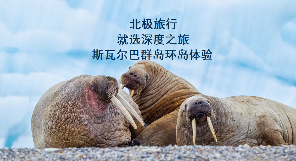 环岛2.png